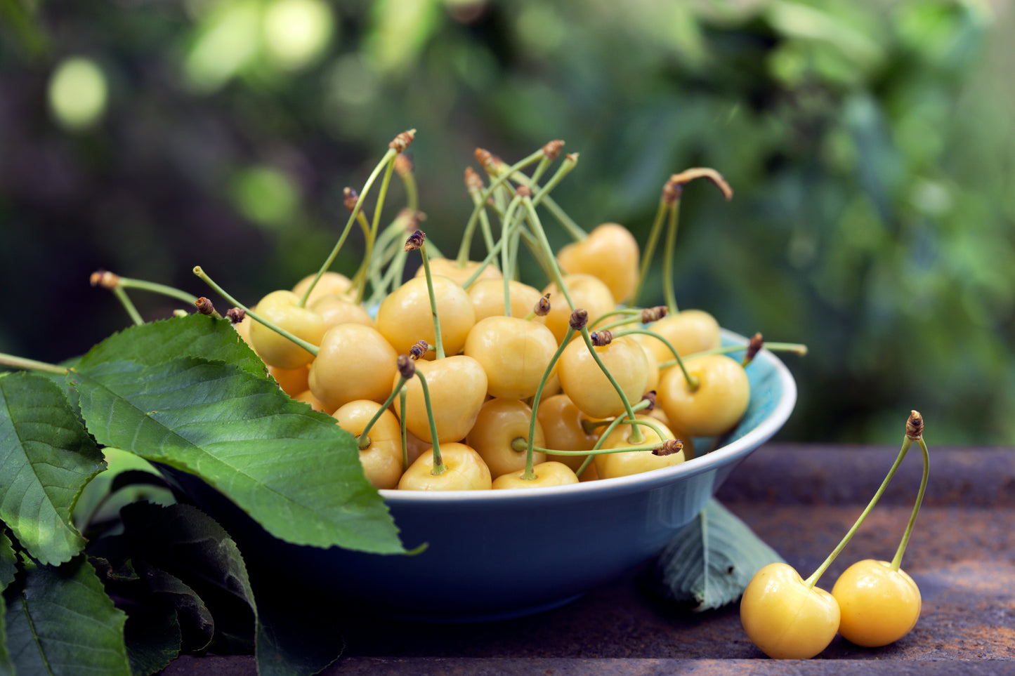Cherries - White