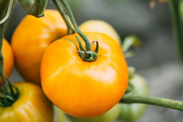 Tomatoes - Orange on the vine 