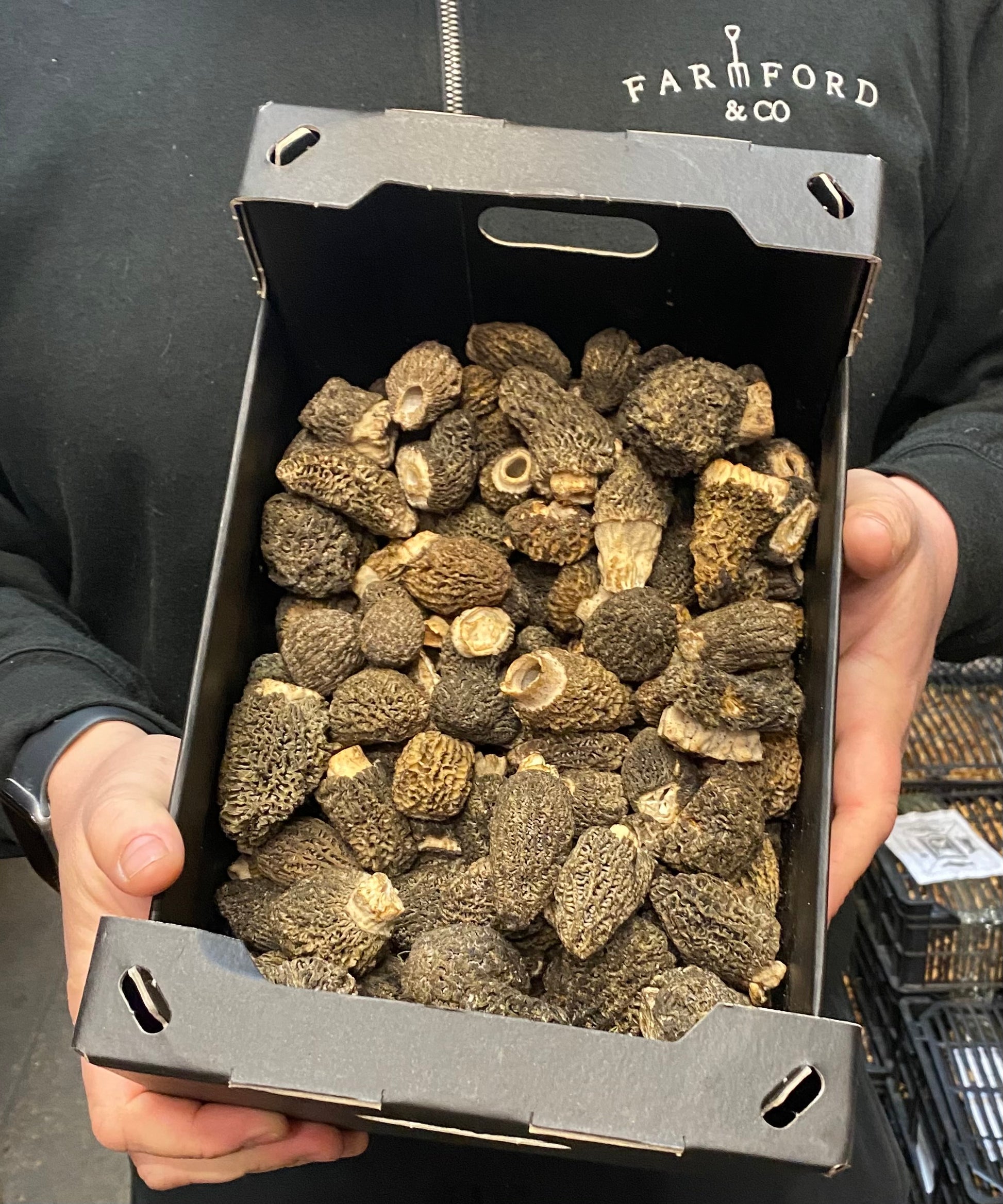 Morel Mushrooms