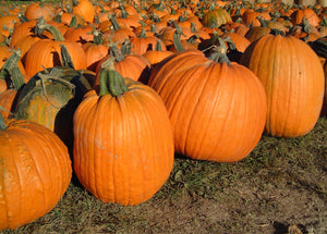 Farmford's Pumpkins