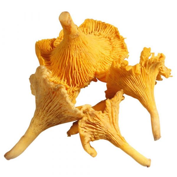 Girolles (Mushrooms)