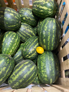 Watermelon (XXXL)
