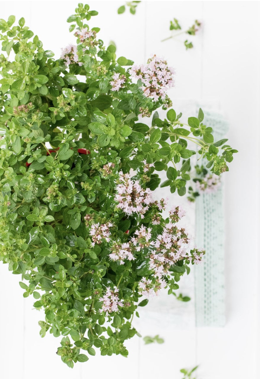 Marjoram
