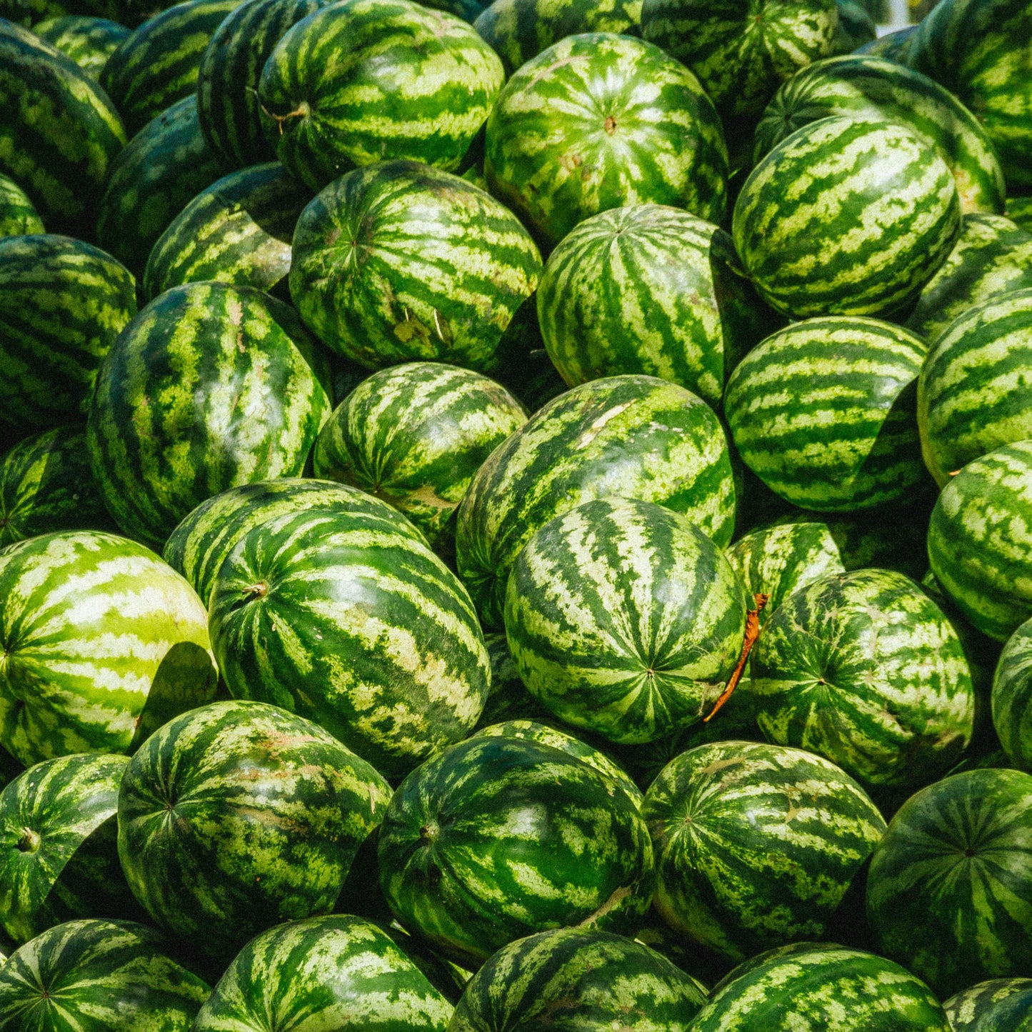 Watermelon